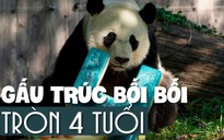 Ngộ nghĩnh gấu trúc Bối Bối ăn mừng sinh nhật 4 tuổi