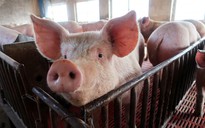 TP.HCM: Đề xuất lập 'nóng' 2 chốt kiểm dịch kiểm soát dịch tả lợn châu Phi