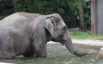 Bị voi tấn công vì ‘giải quyết’ không đúng chỗ