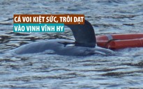 Cận cảnh nỗ lực cứu cá voi kiệt sức, trôi dạt vào vịnh Vĩnh Hy
