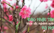 Đào Nhật Tân khoe sắc nghênh xuân Kỷ Hợi