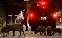 Chiến dịch diệt lợn rừng bắt đầu tại Hồng Kông sau khi một cảnh sát bị lợn ủi, cắn