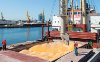 Thổ Nhĩ Kỳ nói Nga, Ukraine đạt thỏa thuận xuất khẩu ngũ cốc