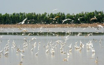 Tên gọi Đồng Tháp Mười có từ khi nào?