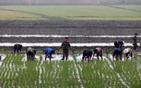 Hàn Quốc sẽ viện trợ 50.000 tấn gạo cho Triều Tiên
