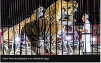 Người luyện thú xiếc hàng đầu thế giới bị 4 con hổ vồ chết