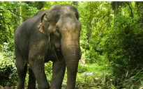 Bị đàn trục xuất, một con voi giết chết 16 người ở Ấn Độ