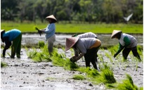 Châu Á sắp đối mặt ‘cuộc khủng hoảng gạo’?