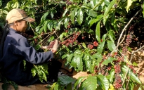 Giá cà phê trong nước giảm theo đà giảm của thế giới