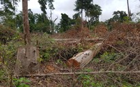 Tây nguyên mất gần 490.000 ha rừng