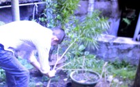 Người nước ngoài trồng cần sa trong nhà tại Vũng Tàu