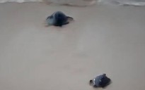 Bình Định: Mua rùa ngư dân bắt được để thả về biển