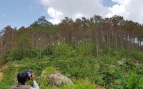 Giải đoán ảnh vệ tinh để xác định diện tích rừng bị mất