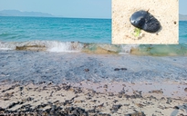 Khánh Hòa: 3 km bãi biển Nha Trang bị hàng tấn dầu vón cục 'tấn công'