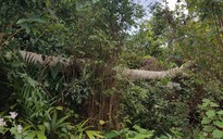 Đắk Nông: Xử phạt hành chính hàng trăm vụ phá rừng trái phép trong năm 2022