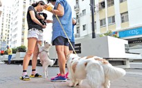 Tranh cãi chuyện nuôi chó mèo ở chung cư: To như becgie nhưng... ‘nó không cắn đâu!’