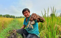 Lão nông Sài Gòn 10 năm bắt chuột đồng, dư tiền mua vàng