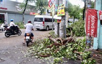 TP.HCM: Mưa to kèm gió giật, nhiều cây xanh đường Sư Vạn Hạnh gãy đổ