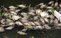 Video: Cảnh vớt hàng chục ngàn con cá chết trên kênh Nhiêu Lộc