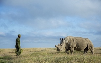 Chú tê giác trắng cuối cùng bị cắt sừng để bảo toàn mạng sống