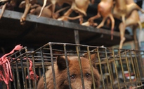 Hàng triệu dân mạng Trung Quốc tẩy chay lễ hội thịt chó
