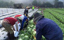 Siêu dự án nông nghiệp - Kỳ 7: Làng rau 'thần kỳ' kiểu Nhật