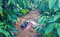 Vụ phát hiện thi thể trong vườn cà phê ở Lâm Đồng: Đã bắt được nghi phạm