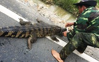 Ly kỳ chuyện bắt cá sấu bên Quốc lộ 1