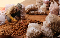 Đà Lạt cấm nhập khoai tây Trung Quốc về chợ nông sản