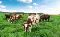 Trang trại bò sữa Organic theo tiêu chuẩn châu âu đầu tiên tại việt nam