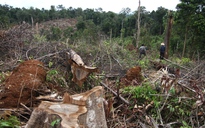 Khởi tố 4 bị can trong vụ phá rừng nghiêm trọng ở Lâm Đồng