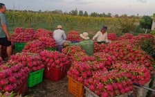 Rau mùi, húng quế, bạc hà, mùi tây thoát kiểm soát chất lượng của EU