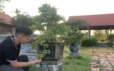 Kiếm tiền triệu nhờ 'hô biến' cây duối thành bonsai