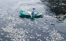 Nghệ An: Cá chết trắng dưới hào thành Vinh