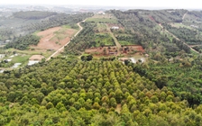 Diện tích sầu riêng tăng 3.560 ha, Đắk Nông cảnh báo rủi ro