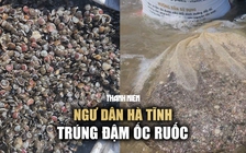 Ngư dân Hà Tĩnh trúng đậm ốc ruốc sau đợt mưa lớn kéo dài