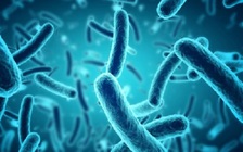 Vụ ngộ độc sau đêm Trung thu: Vi khuẩn Salmonella nguy hiểm như thế nào?