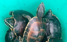 Vào khu bảo tồn bắt trộm 41 cá thể rùa quý hiếm