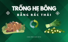 Cùng sống xanh số 52: Vì lười, anh nông dân Bình Chánh trồng hẹ bông bán đắt hơn tôm tươi