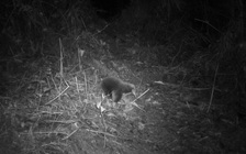 Phát hiện trở lại loài thú đẻ trứng 'mất tích' từ lâu ở Indonesia