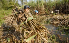 Nhà máy đóng cửa, nông dân trồng mía lao đao