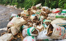 Kon Tum: Đường bị sạt lở, hơn 120 tấn mì có nguy cơ thối rữa