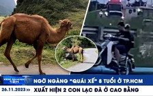 Xem nhanh 12h: Xuất hiện 2 con lạc đà ở Cao Bằng | Ngỡ ngàng ‘quái xế’ 8 tuổi ở TP.HCM