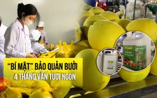 ‘Bí mật công nghệ’ bảo quản bưởi 4 tháng vẫn tươi ngon