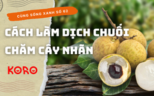 Cùng sống xanh số 62: Nông dân cù lao Tân Lộc ứng dụng vi sinh trồng nhãn bán được giá cao