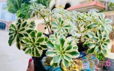 Nhiều người chi tiền triệu để mua sen đá sedum về trồng