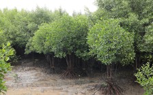 Việt Nam đã phục hồi hơn 4.000 ha rừng ngập mặn
