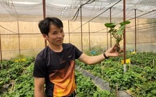 Kiếm thêm hàng chục triệu đồng/tháng nhờ trồng cây wasabi