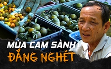 Đắng nghét ở “thủ phủ” cam sành vì giá lao tận đáy còn dưới 1.000 đồng/kg