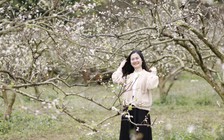 Nhà vườn 'hốt bạc' trong mùa hoa mận Mộc Châu